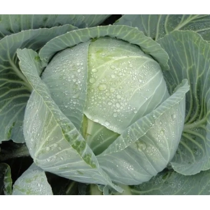 Свежая капуста Кронос с каплями воды на листьях