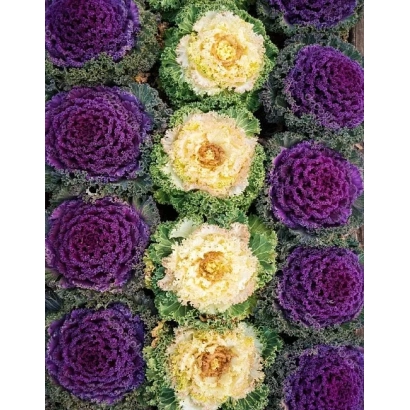 Красная и желтая капуста КРУЖЕВНАЯ МОЗАИКА