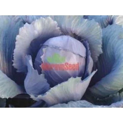 Капуста KVI F1 на фоне - КВИТ F1