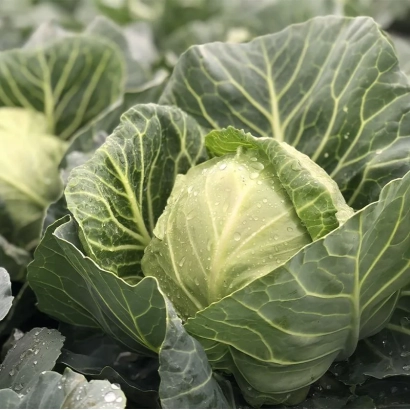 Свежая капуста ЛАКИ БОЛЛ