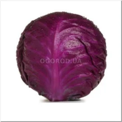 Красная капуста на белом фоне - Лангесвит Ред