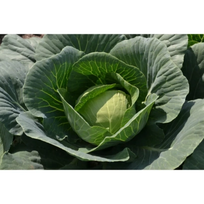 Свежая капуста ЛАРК | LARK