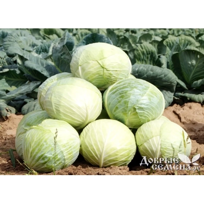 Свіжа капуста сорту ЛАРСІЯ на грядці