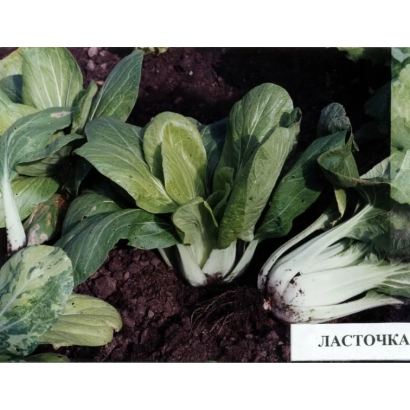 Рассада капусты Ласточка в горшке