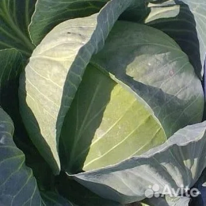 Свежая капуста сорта Легионер