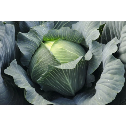 Свежая капуста Леопольд F1