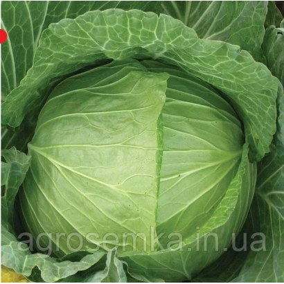 Свежая капуста сорта Леся