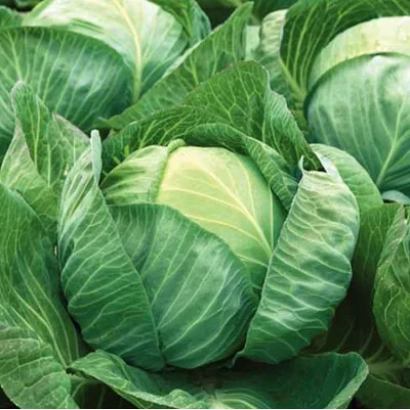 Fresh cabbage in background, no text - Liberator F1