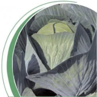 Капуста Лион F1