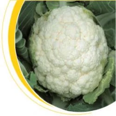 Белокочанная капуста на зеленом фоне - Локрис F1