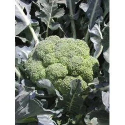 Свежая капуста брокколи на фоне листьев - Лорд F1