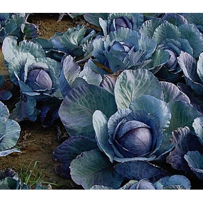 Свежая капуста Людмила на грядке