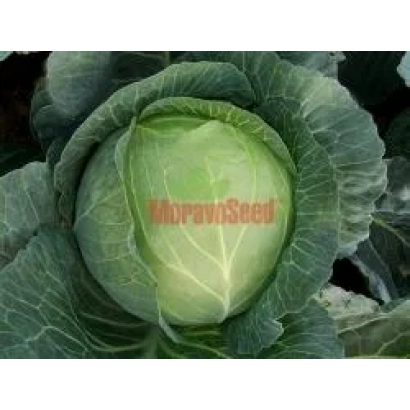 Капуста сорта MoravSeed на грядке - МАДИСОН F1