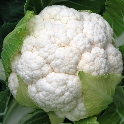 Свежий кочан капусты Малимба F1 на фоне зелёных листьев