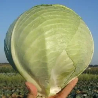 Крупный план капусты сорта МАРАБУ F1 на фоне поля