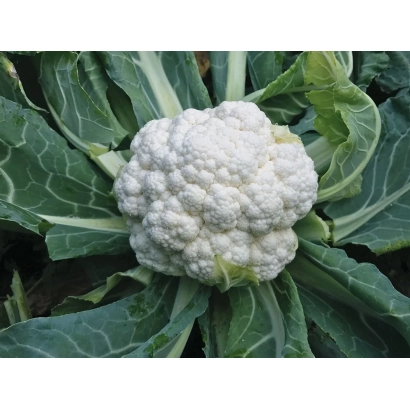 Белокочанная капуста на фоне зелёных листьев - Марди