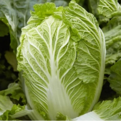 Свіжа капуста МАРРІО