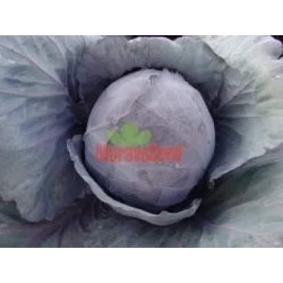 Семена капусты сорта MuranSeed - Марс