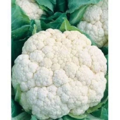 Свіжа білокачанна капуста на фоні зелені - МАРВЕЛ 4 СЕЗОНИ