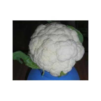 Белокочанная капуста на синем фоне - Мeйфлауер F1