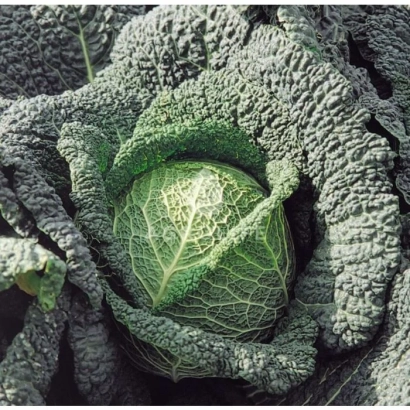 Свежая капуста с крупными листьями - Мелиса F1