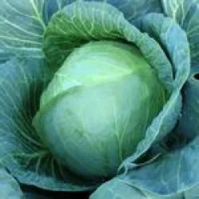 Свежая капуста Менди F1