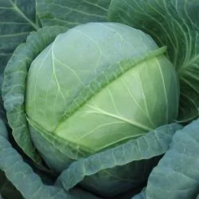 Свежая капуста без упаковки или маркировки - Ментор F1