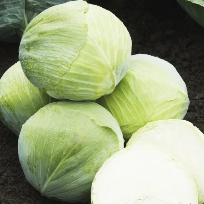 Свежая капуста на земле - МИССУРИМА