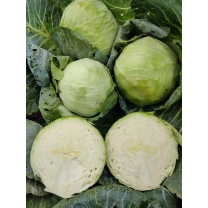 Свежая капуста Мишутка