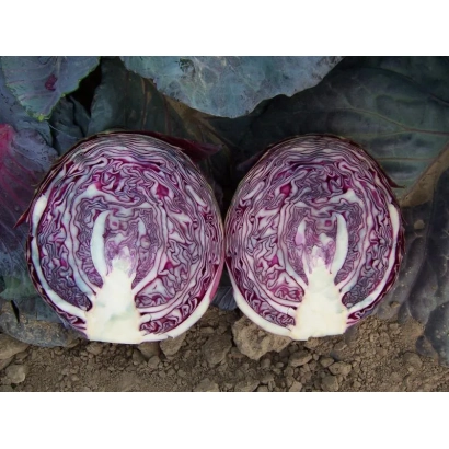 Две нарезанные пополам красные капусты на земле - МОДЕРАТ F1