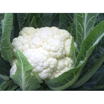 Свежая белокочанная капуста на фоне зеленых листьев - Моментум