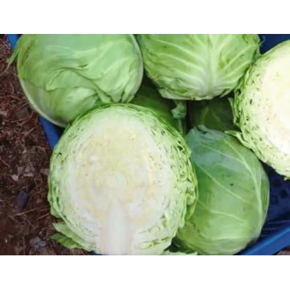 Свежая капуста сорта Монализа, нарезанная и целая, в корзине