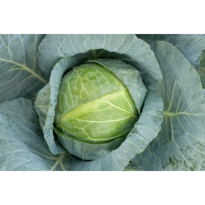 Свежая капуста МОНБЛАН