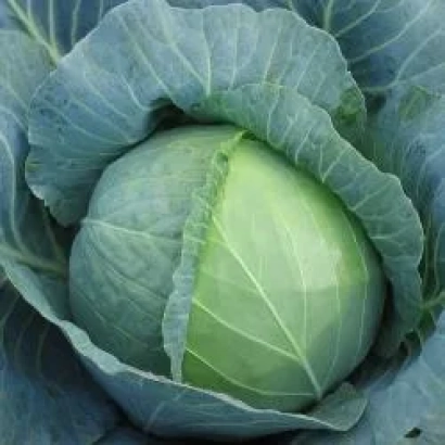 Свежая капуста сорта Моррис F1