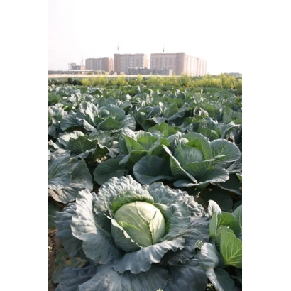 Поле капусты сорта Московская поздняя 15