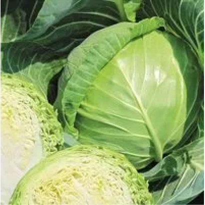 Свежая капуста Нахаленок F1