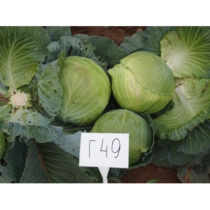 Капуста сорта Г49 на грядке - Натали