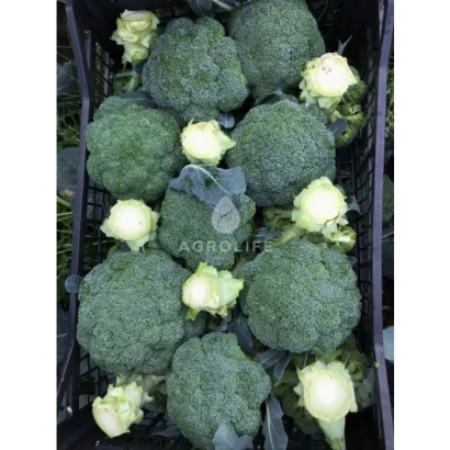 Кочани брокколі в чорній лотці - Нексос