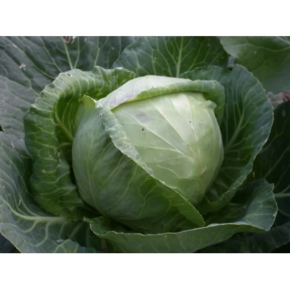 Свежая капуста сорта Номер первый Грибовский 147