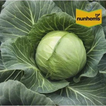 Капуста сорта Нурима F1 на фоне листьев