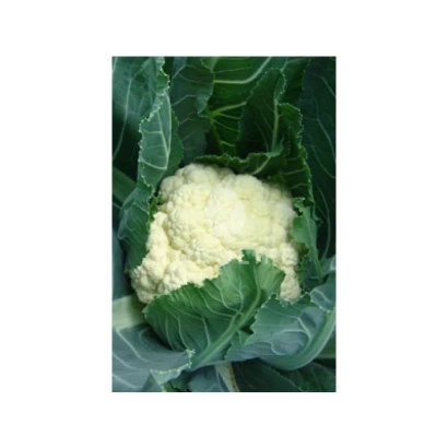 Белокочанная капуста сорта Октавиан