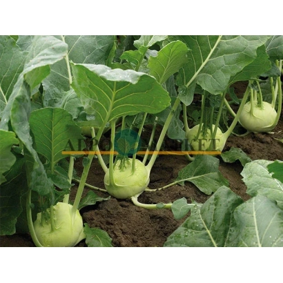 Cabbages of the Octave variety growing in a field