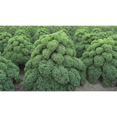 Свежая капуста ОЛДЕНБОР на грядке