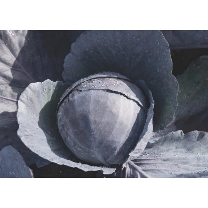 Ближний план капусты Омеро