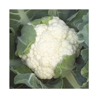 Свежий кочан капусты опал на фоне листьев