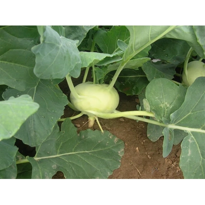 Fresh kohlrabi growing in field - Opus