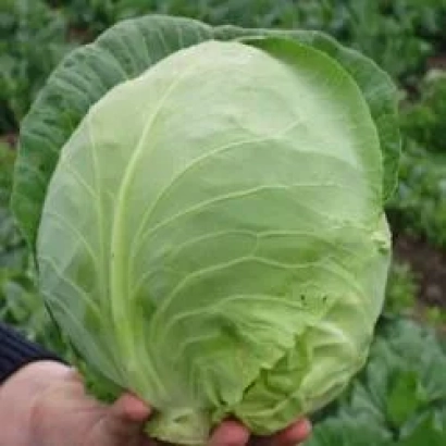 Свежая капуста, держимая в руке на фоне грядки - ОРАКЛ F1