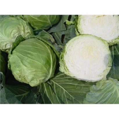 Свежая капуста, включая разрезанный кочан, демонстрирующий белую внутреннюю часть. - Ориента F1