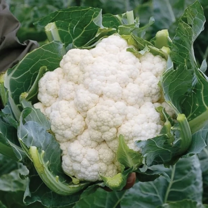 Свежая белокочанная капуста на фоне зелёных листьев - Ормонд