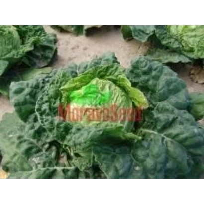 Капуста Оттава на гряде - Отава